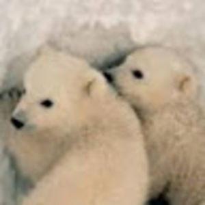 Meet your Posher, Savy